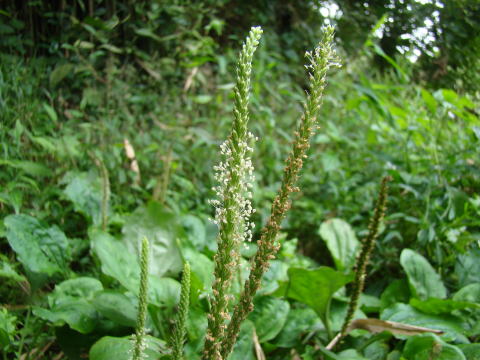 跡見群芳譜(野草譜 オオバコ)
